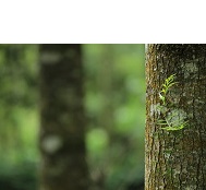 Arbres: Info