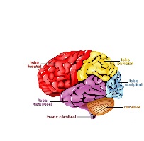 Corps humain: Cerveau