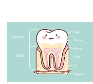 Corps humain: Dents