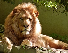 Animaux de la savane Afrique